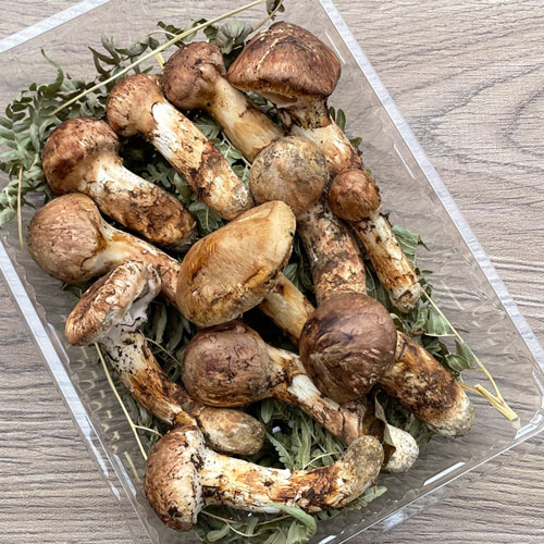 限定2個！ 15日採取 松茸・訳あり品小 200g