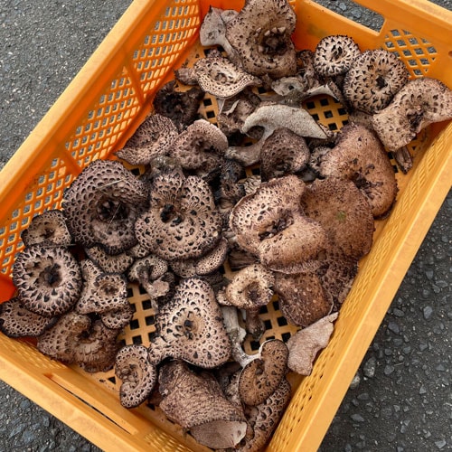 限定20個！ 19日採取 香茸B品 100g単位（3個以上から）