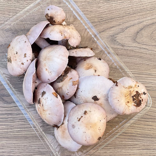 ����1�ġ� 26���μ衡�礷�ᤸ��250��