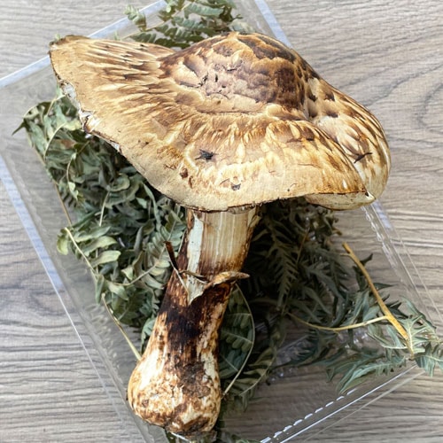 北海道産松茸 290g 国産/松茸/天然きのこ/訳あり/290g/その35 北海道産松茸 290g 国産/松茸/天然きのこ/訳あり/290g/その35
