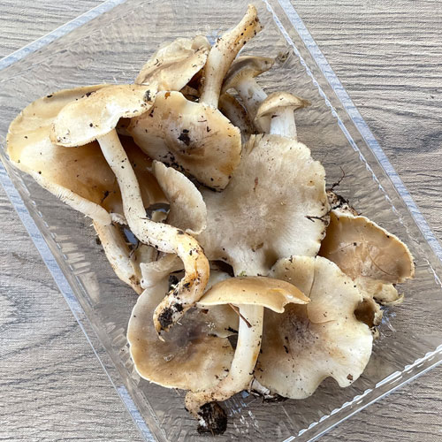 ����1�ġ�30���μ� �ܤ��ᤸ���������� 300g