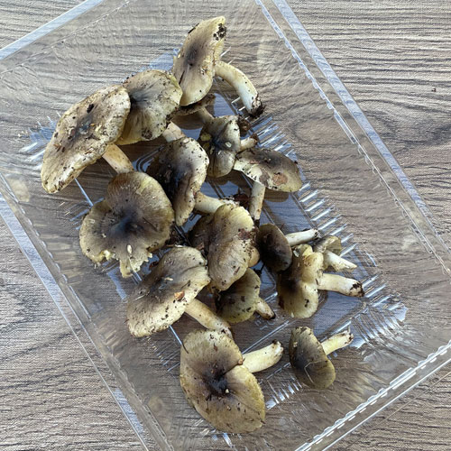 ����1�ġ� 30���μ衡������110g