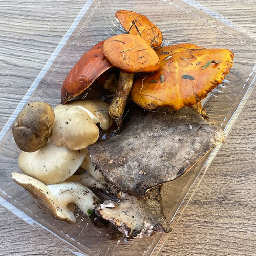 確認用】岩手雫石町産 天然 香茸 バクロ シシタケ 500g〜1kg 上質な香