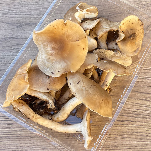 しめじページ 限定1個！31日採取 本しめじ・訳あり品 300g