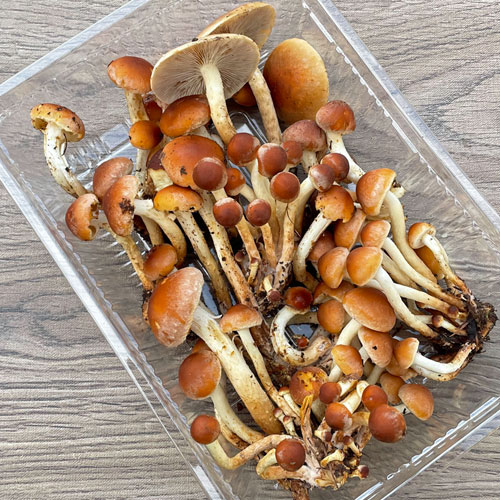 ����1�ġ� 2���μ衡������230g