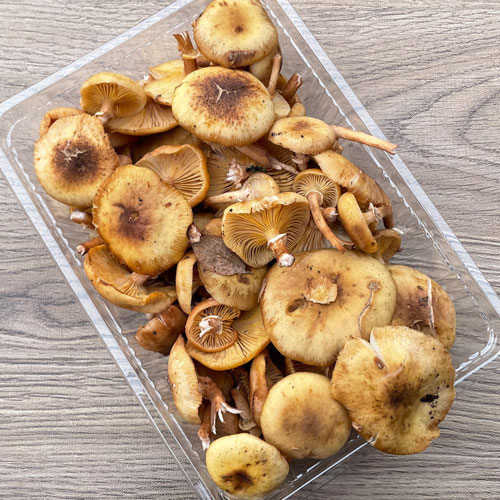 限定1個！ 6日採取 なら茸 300g