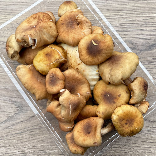 ����1�ġ� 8���μ衡�ʤ�����300g