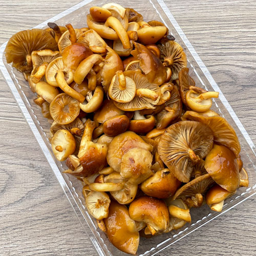 限定800g！ 8日採取 天然なめこ