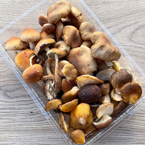 ����1�ġ� 8���μ衡�����ܤʤ����ܤभ����410g