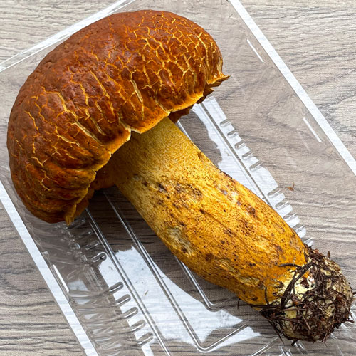 限定1個！26日採取 アカヤマドリ 350g