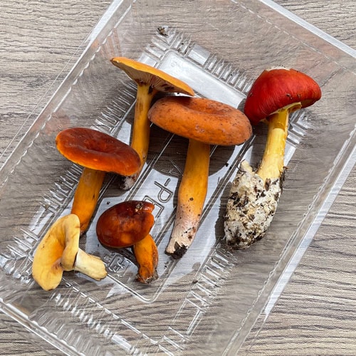 限定1個！1日採取 ちたけ+たまご茸 80g