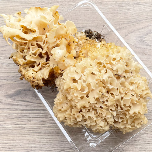 限定1個！5日採取 はなびら茸 350g