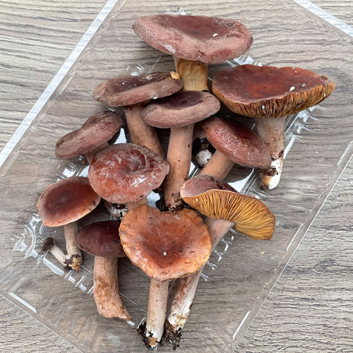 ☆天然砥石様☆ご連絡用ページ☆チリメンチチタケ1キロ☆ ☆天然砥石様☆ご連絡用ページ☆チリメンチチタケ1キロ☆