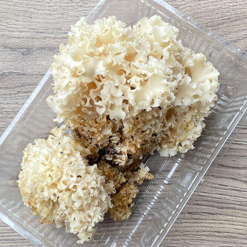 限定1個！14日採取 はなびら茸 230g