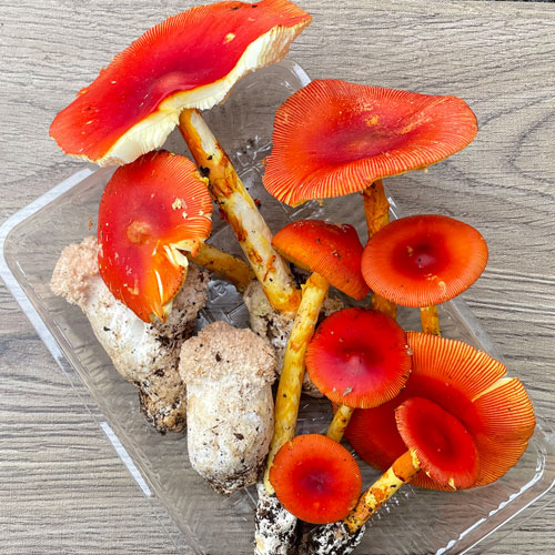 ����1�ġ�22���μ衡���ޤ�������������+�ۤ������� 330g