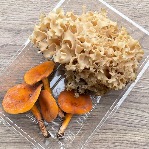天然きのこ ハナビラタケ キノコ 茸 森の凛さん採取 山形県産 その10 天然きのこ ハナビラタケ キノコ 茸 森の凛さん採取 山形県産