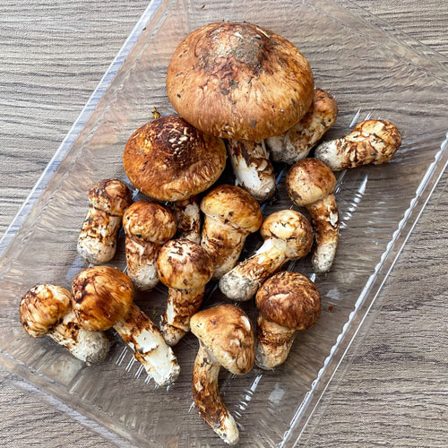 限定2個！3日採取 バカマツタケ？ 230g