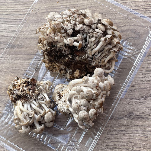 ����1�ġ�6���μ衡���ܤ��ᤸ���� 290g