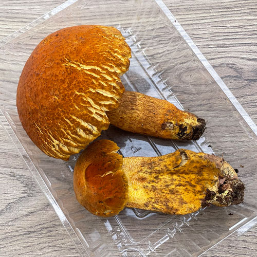 ����1�ġ�9���μ衡������ޥɥ� 320g