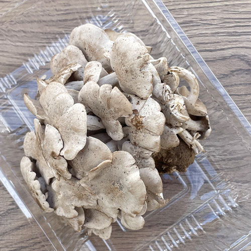 限定1個！13日採取 千本しめじ 220g