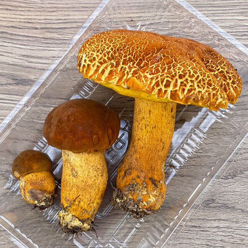 アカヤマドリ、ヤマドリタケモドキ乾燥 にゃん太郎さん専用