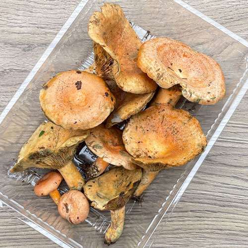 岩手県 食品・飲料・酒 【確認用】岩手雫石町産 天然 ハツタケ