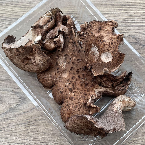 限定1個！15日採取 香茸・B品 180g