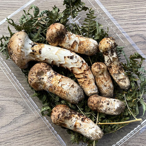 限定1個！16日採取 松茸B～訳あり品 210g