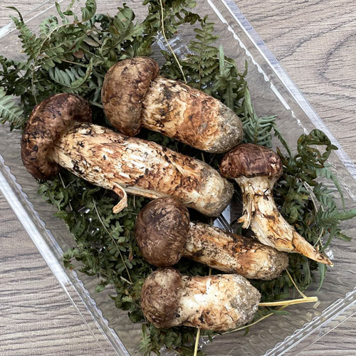 10/29採取 松茸 3本　1本キズ 宮城県産　マツタケ 約160g 松茸190g 宮城県産 10/29採取 松茸 3本 1本キズ 宮城県産 マツタケ 約