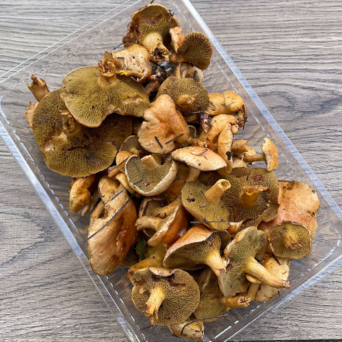 限定1個！16日採取 あみ茸・訳あり品 300g