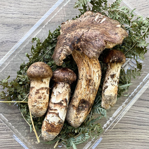 訳あり岩手県松茸180g 訳あり岩手県松茸180g 松茸 岩手県産 訳あり ①