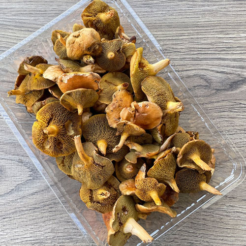 限定2個！19日採取 あみ茸・訳あり品 270g