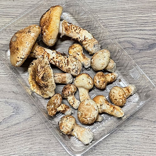 限定3個！20日採取 バカマツタケ？ 200g