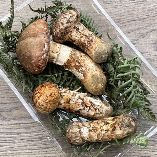 岩手県産松茸404g訳あり品 岩手県産松茸404g訳あり品