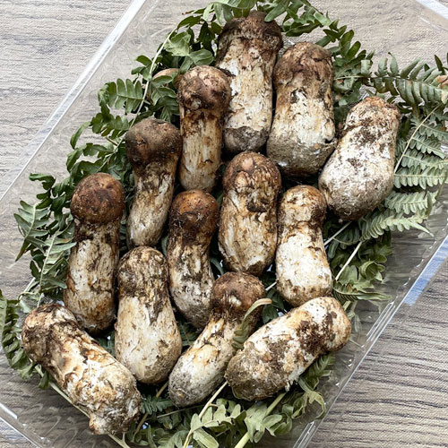 限定1個！29日採取 松茸・訳あり品（極小） 200g