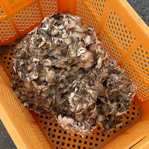 天然舞茸】 4Kg 限定品
