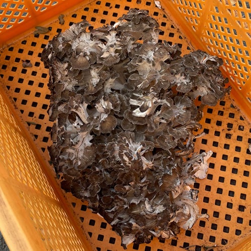 限定1個！1日採取 天然舞茸・特大 1400g