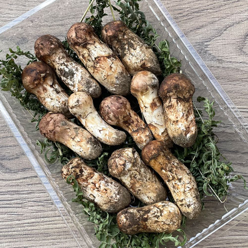 松茸　北海道　200g 限定2個！1日採取 松茸・訳あり品（極小） 200g