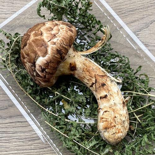 限定1個！4日採取 松茸・特大・中ヒラキ 170g