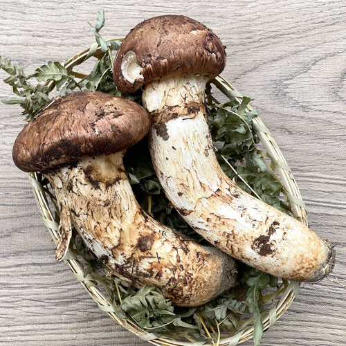 信州産 松茸 つぼみ 9/30収穫 300ｇ ＋おまけ付き 信州産 松茸 つぼみ 9/30収穫 300g ＋おまけ付き（信州産 天然
