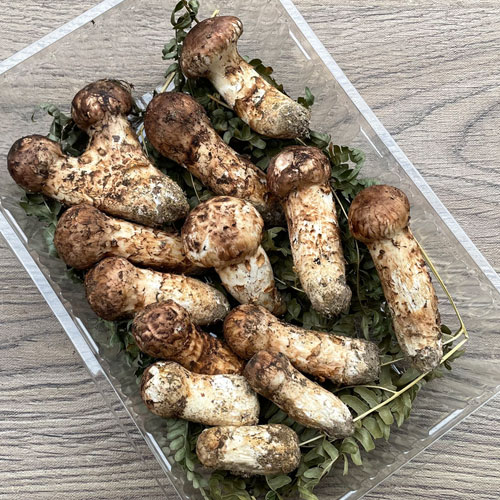北海道　松茸　本日採れ　生物ですので、明日の昼までで掲載終了いたします。 北海道 松茸 本日採れ 生物ですので、明日の昼までで掲載終了