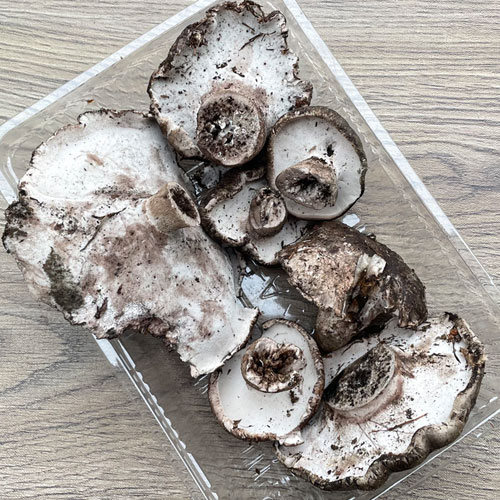 限定3個！7日採取 クロカワ・B品 300g