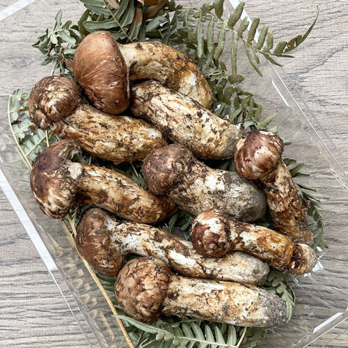 松茸　北海道　500g 訳あり　②　国産 松茸 北海道 500g 訳あり ② 国産 M13075_02.jpg 松茸（極小・訳あり）