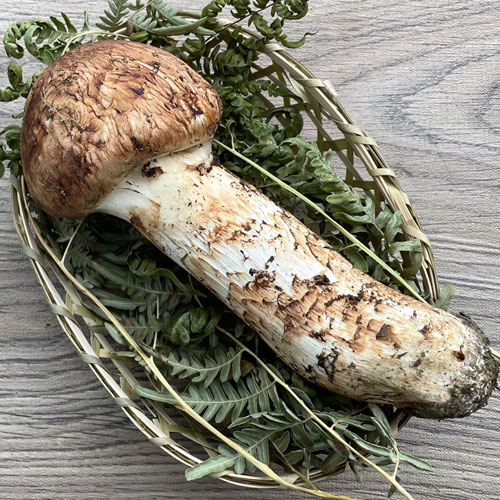 松茸　494g＋519g＝1013g　つぼみ 生松茸 つぼみ 約1kg 特選 空輸 天然フレッシュマツタケ 中国