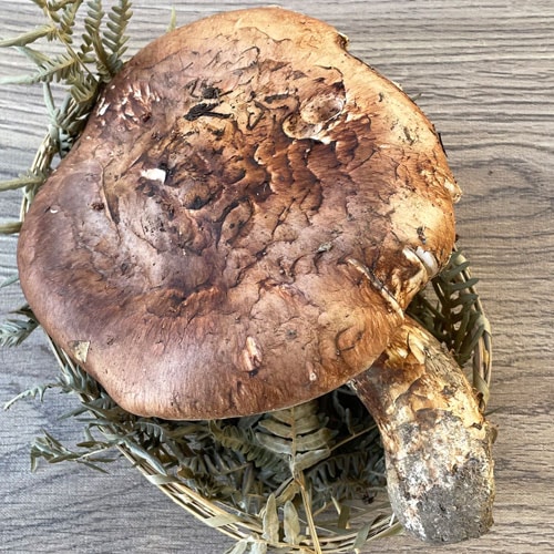 限定1個！12日採取 松茸・大ヒラキ 260g