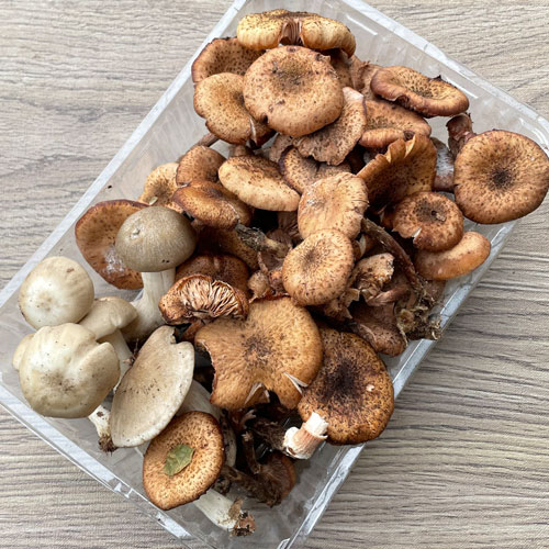確認用】岩手雫石町産 天然 ナラタケ ボリ ご希望の量に応じます