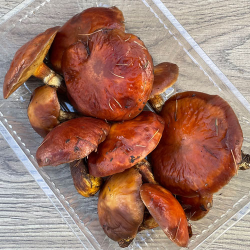 1ġ24μ衡ϥʥ 300g