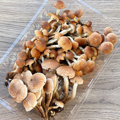 限定3個!26日採取 栗茸 210g 限定3個!26日採取 栗茸 210g