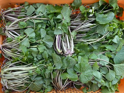 7ġ 4μ衡դ蘆ӡ300g