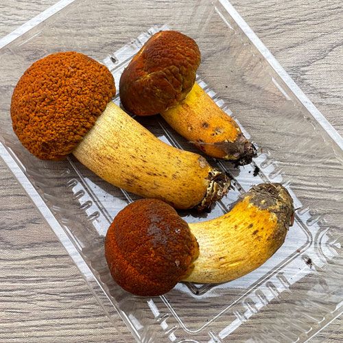 1ġ1μ ޥɥꡦĤܤ 320g